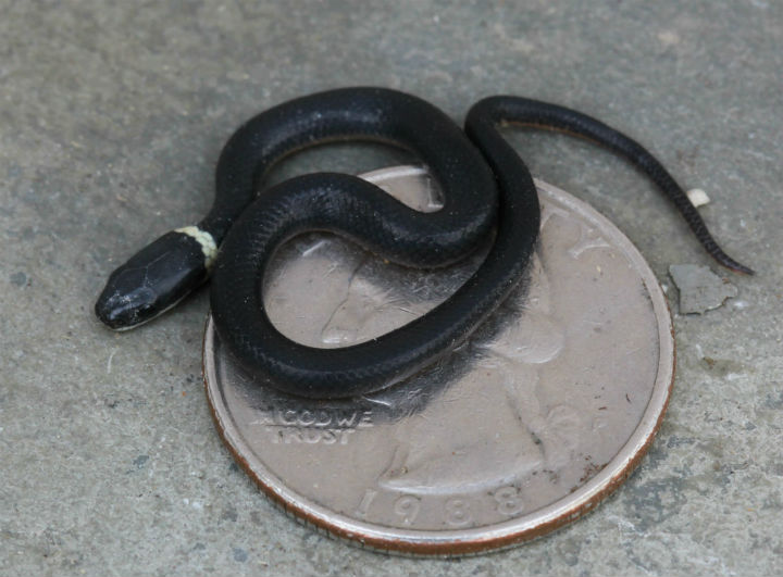 Northern Ringneck Snake